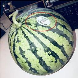 网红吃瓜频,揭秘娱乐圈幕后故事