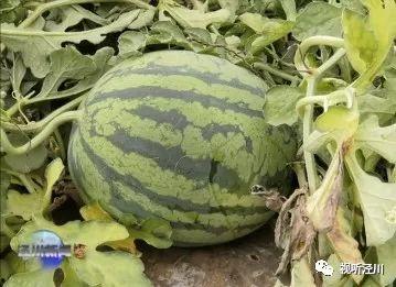 张百乔女友今日吃瓜,揭秘娱乐圈幕后故事