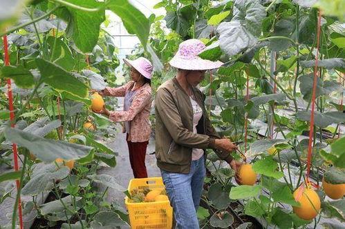 网红吃瓜在哪里,探寻热门话题背后的秘密聚集地